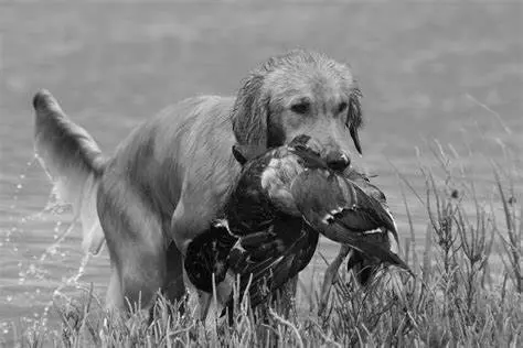Golden Retrievers The Ideal Hunting Companion