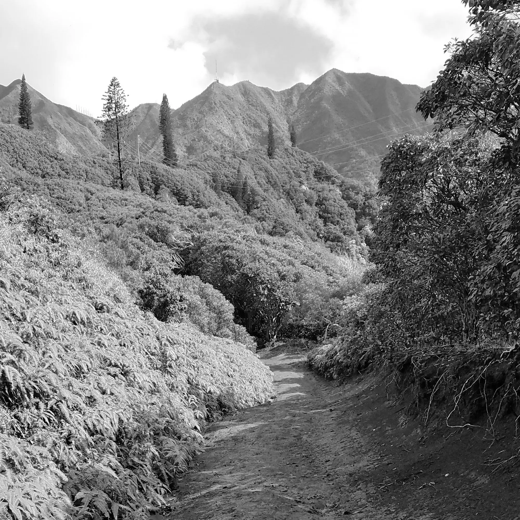 Best Hiking Trails in Aloha OR
