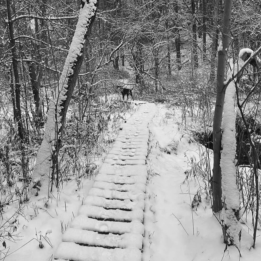Best Hiking Trails in Burlington VT