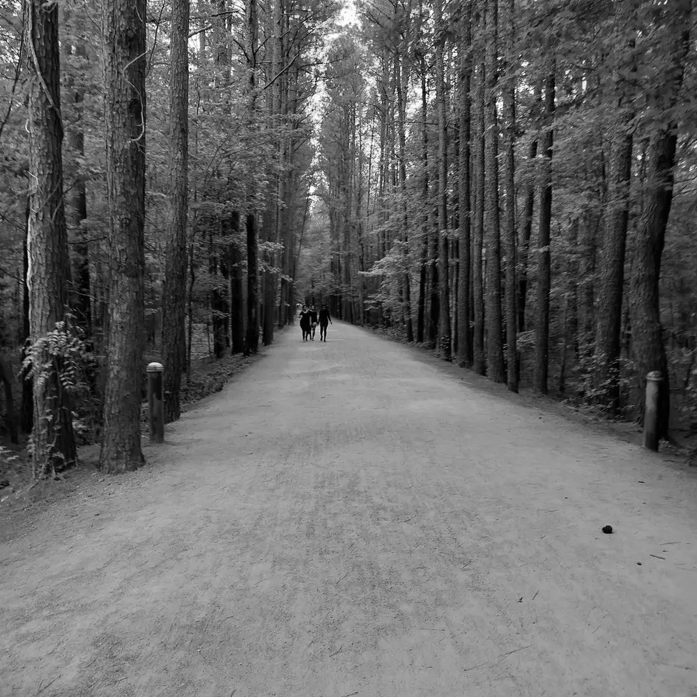 Best Hiking Trails in Cary NC