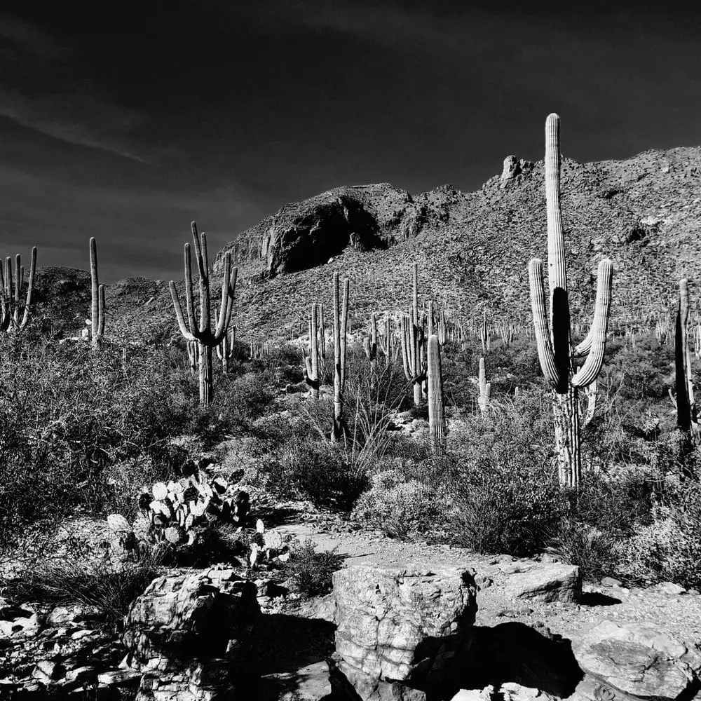 Best Hiking Trails in Casas Adobes AZ