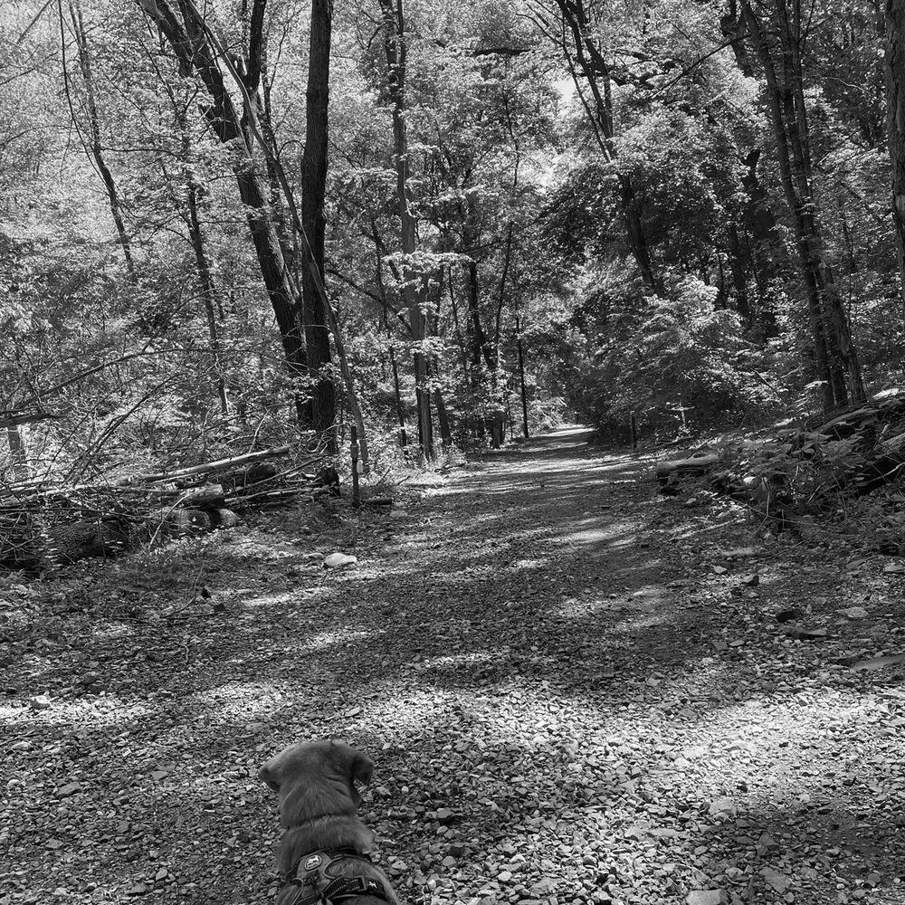 Best Hiking Trails in Cherry Hill PA