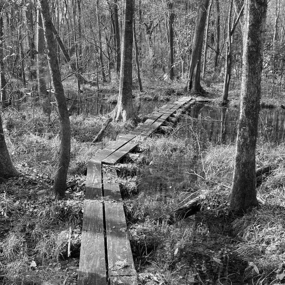 Best Hiking Trails in Goose Creek SC