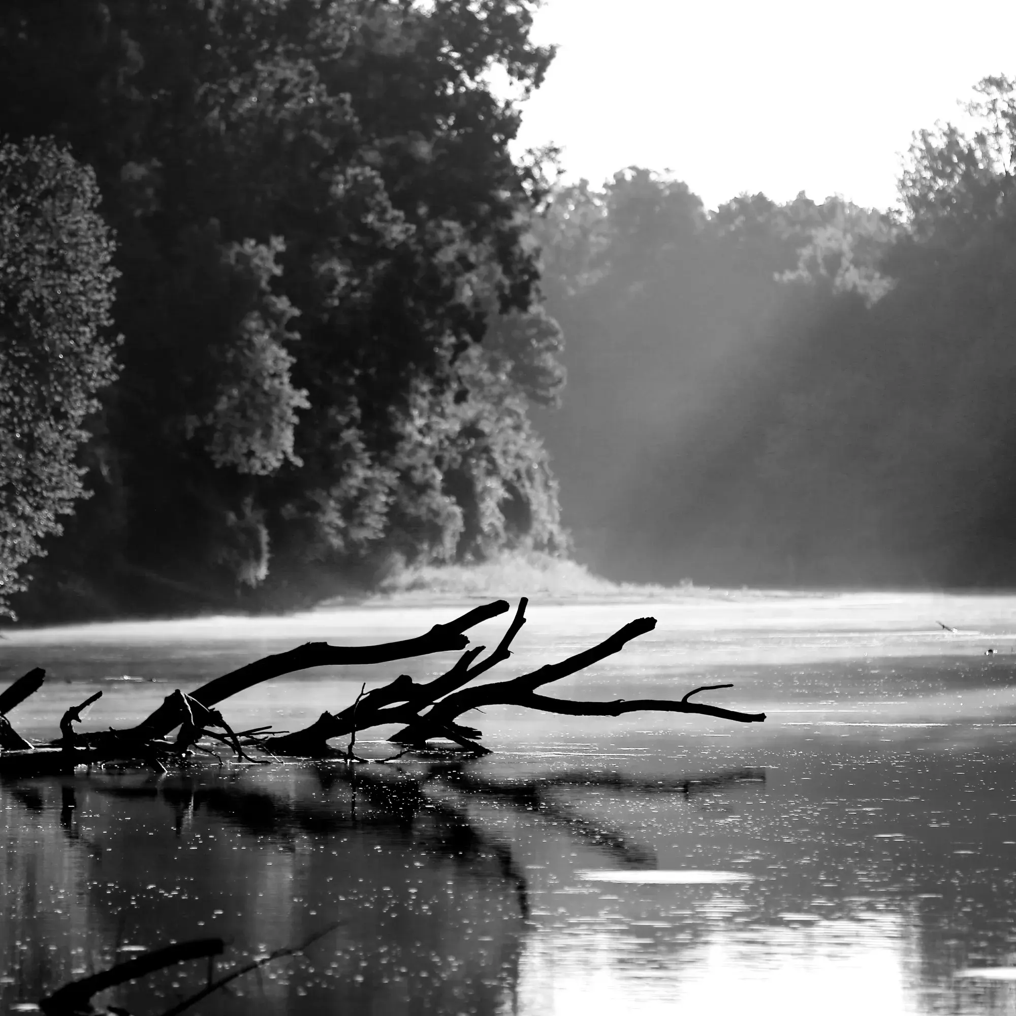 Best Hiking Trails in Memphis TN
