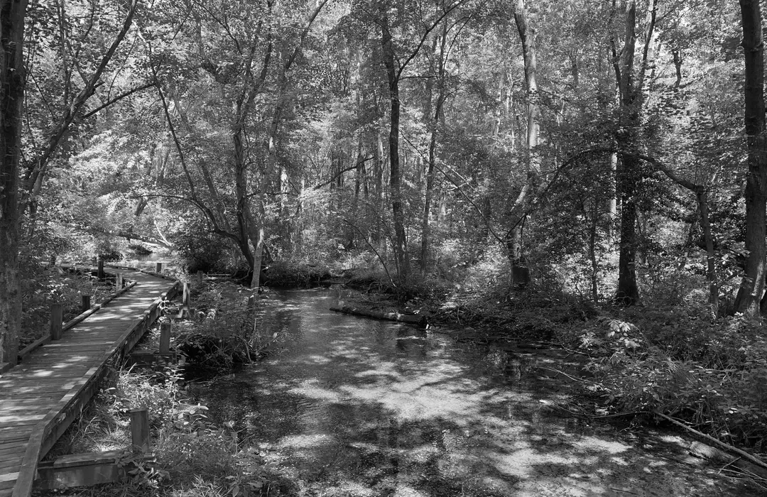 Best Hiking Trails in Milford DE