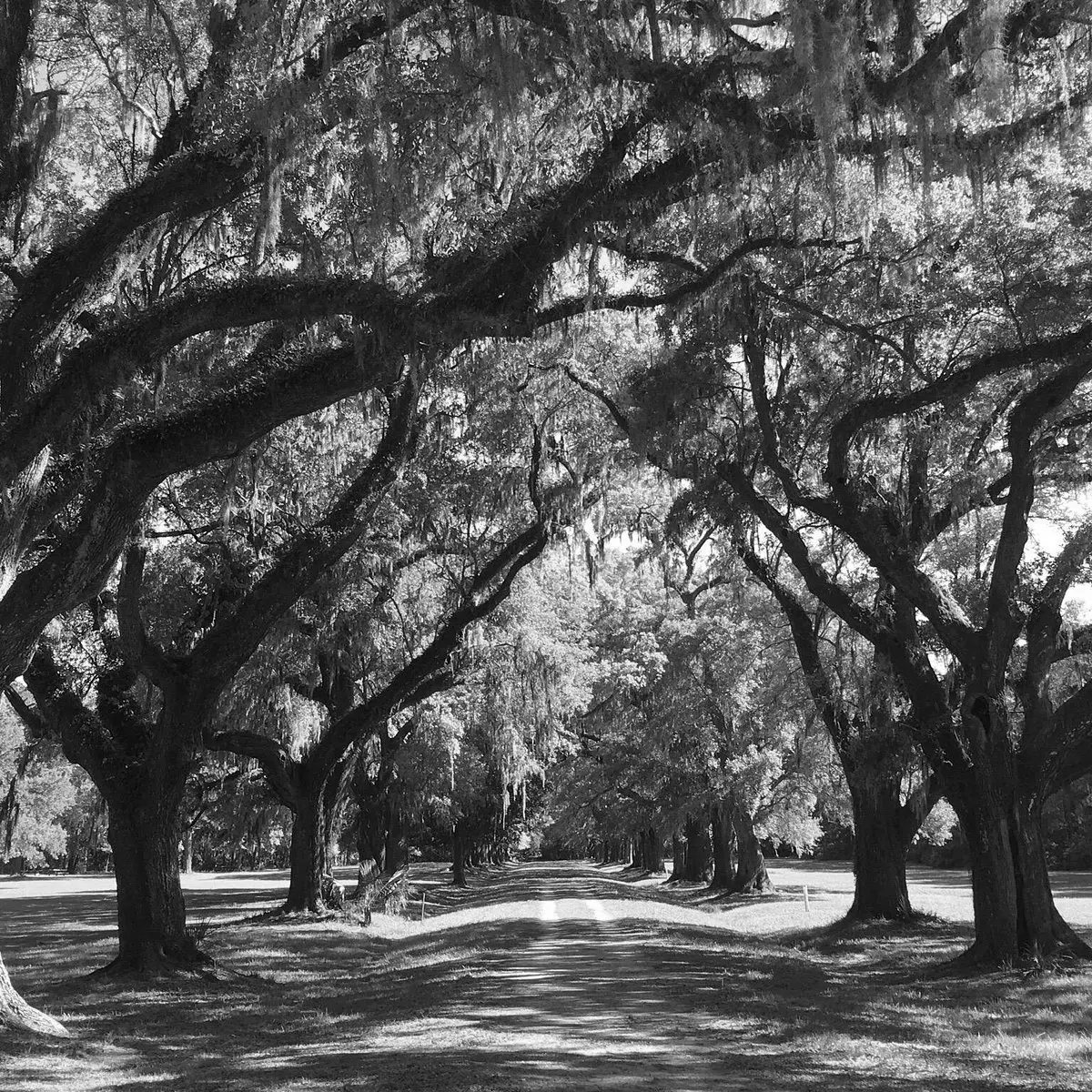 Best Hiking Trails in Mount Pleasant SC