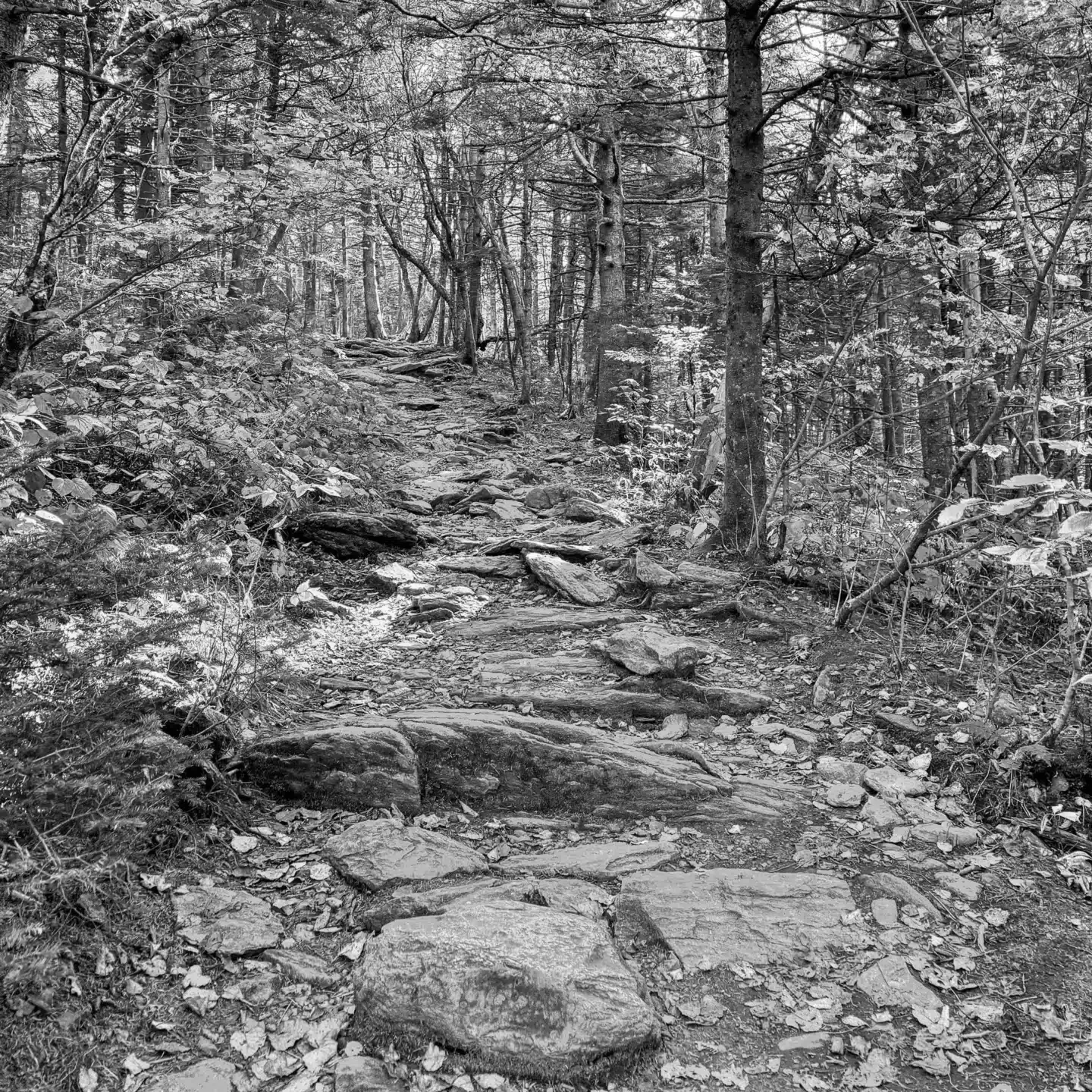 Best Hiking Trails in Providence MA