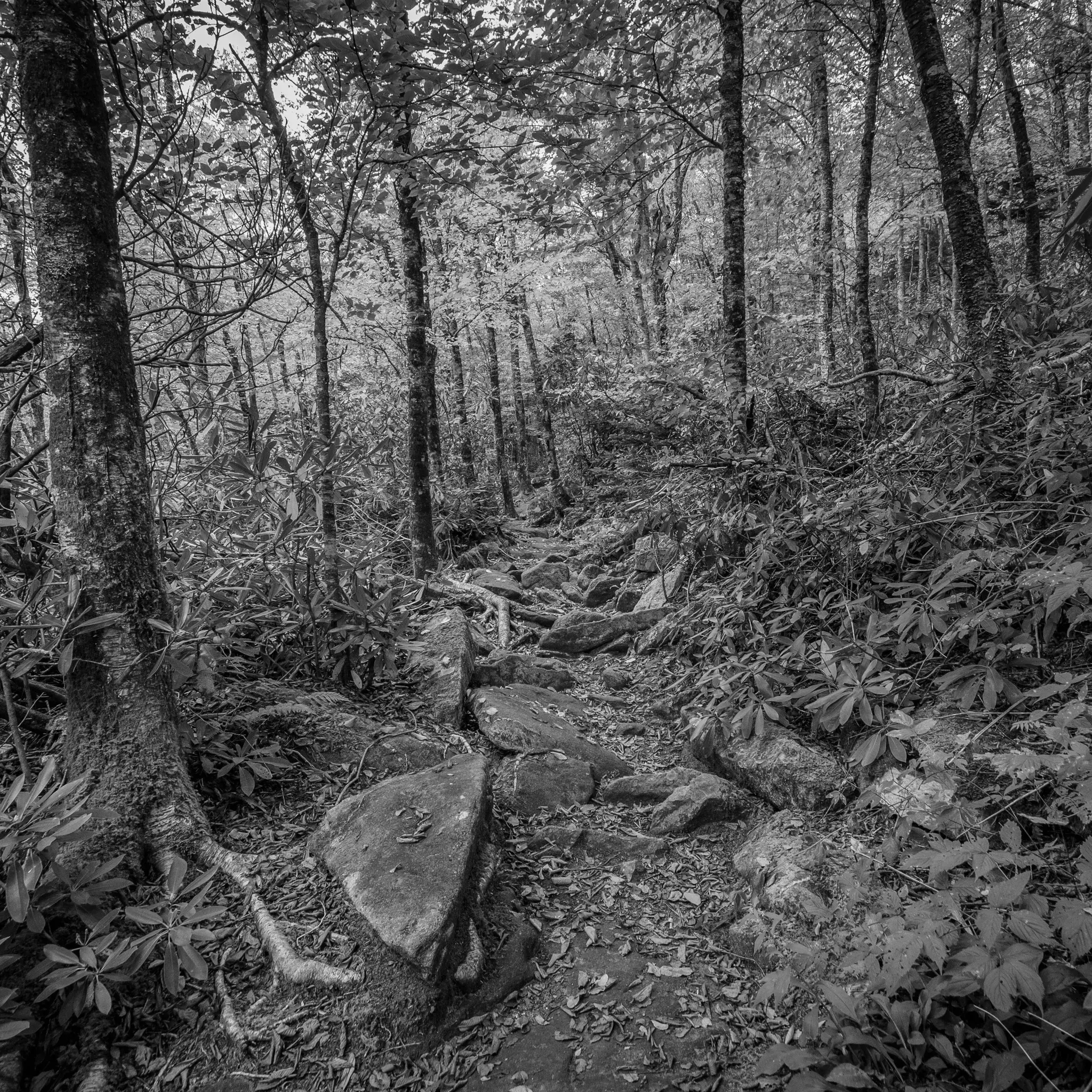 Best Hiking Trails in Raleigh NC