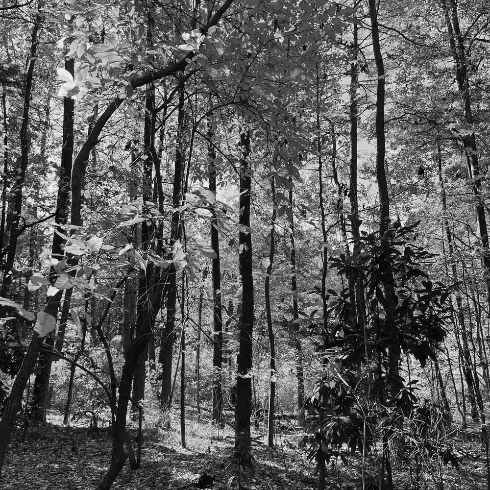 Best Hiking Trails in Virginia Beach VA