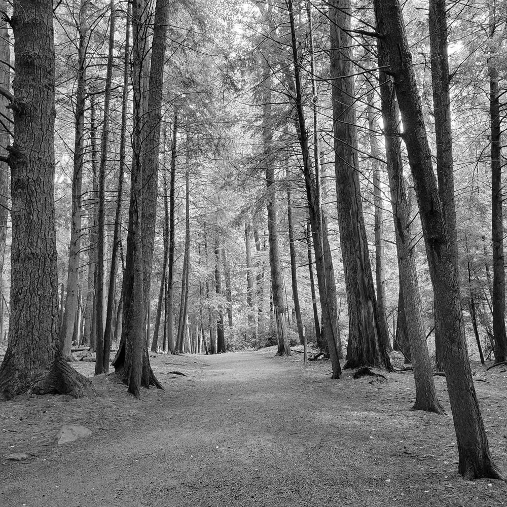 Best Hiking Trails in Wheeling WV