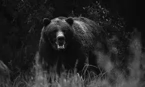 Best Bear Safety