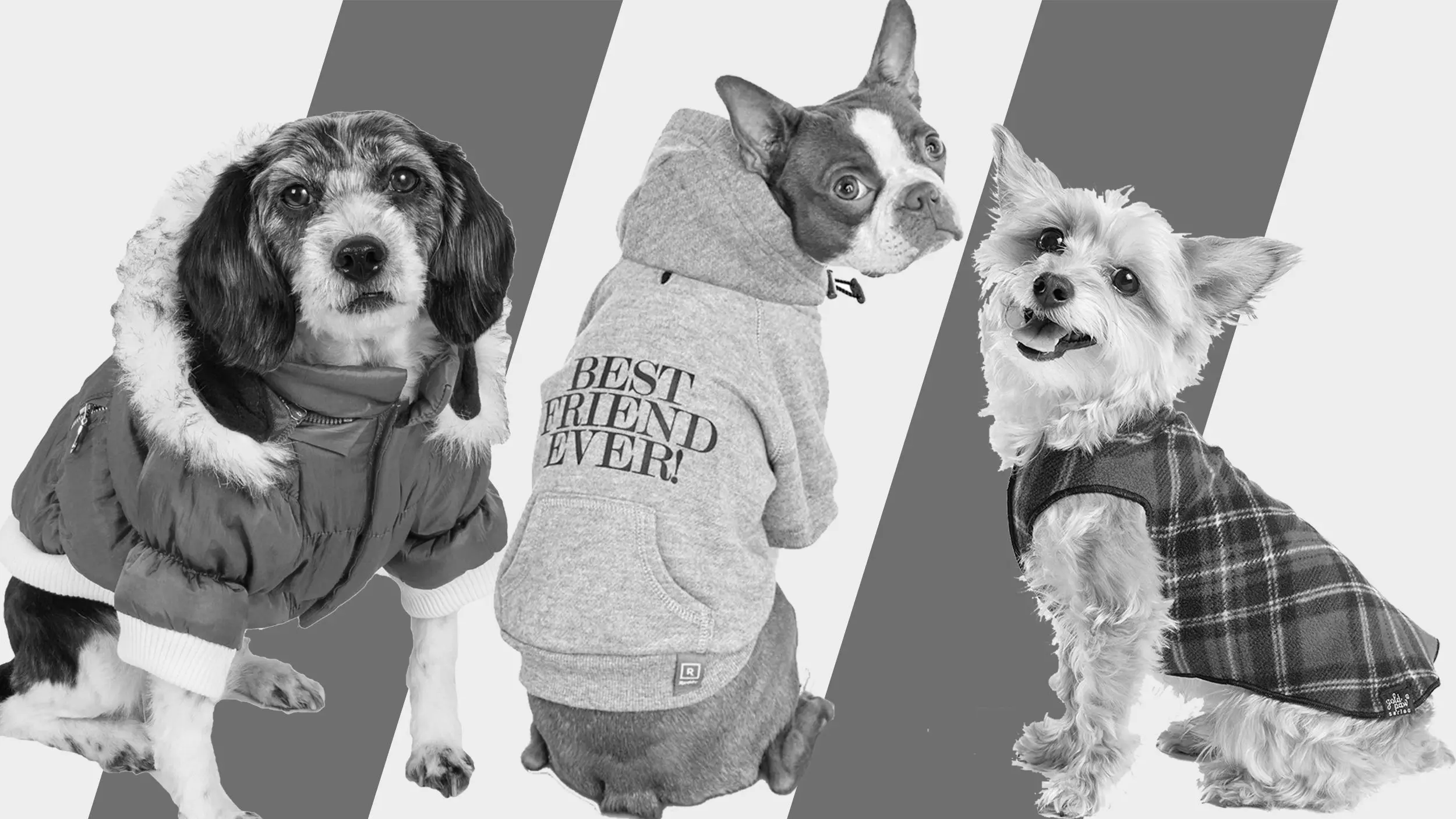 Best Dog Clothes