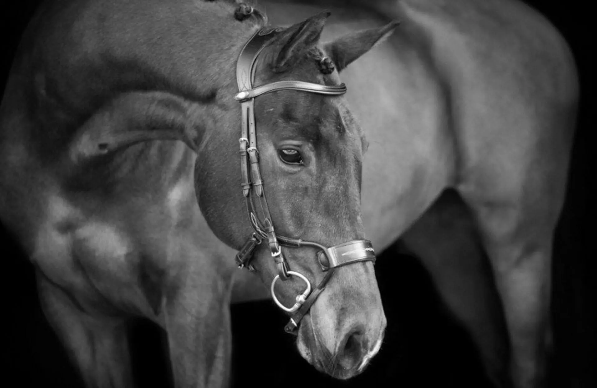 Best Equestrian Bridles