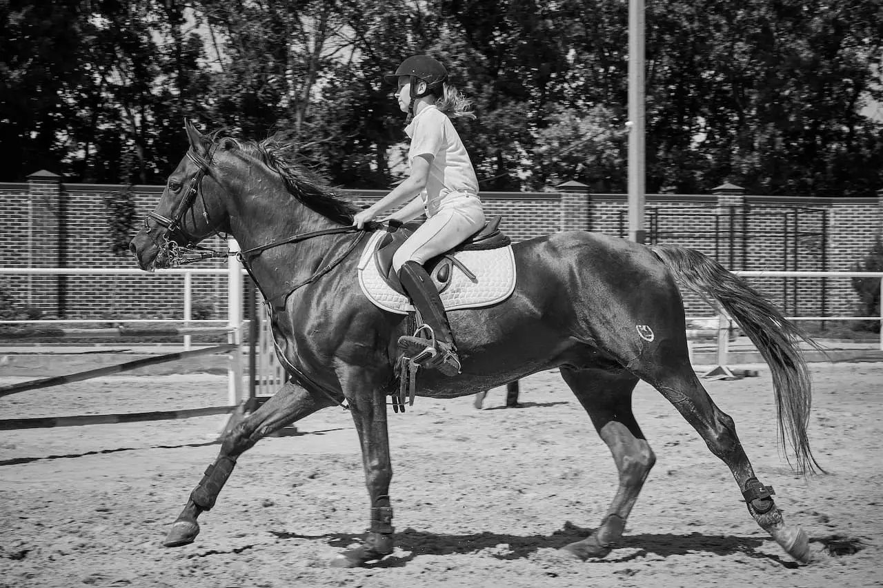 Best Equestrian Equipment