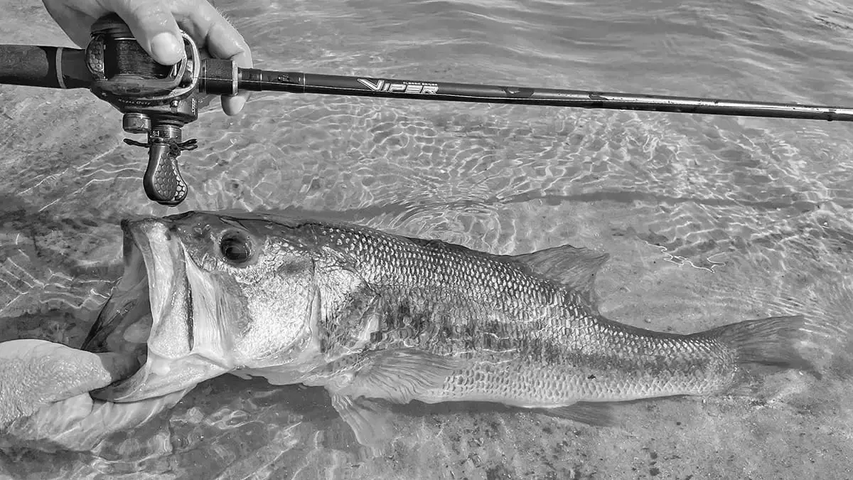 Best Fishing Rods & Accessories