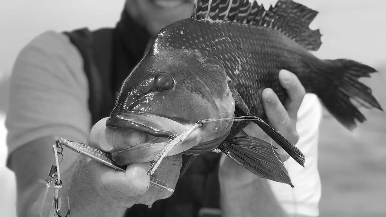 Best Fishing Teasers