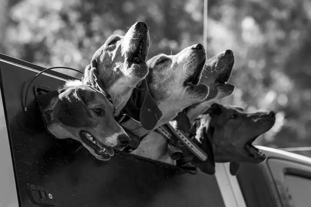 Best Hunting Dog Equipment