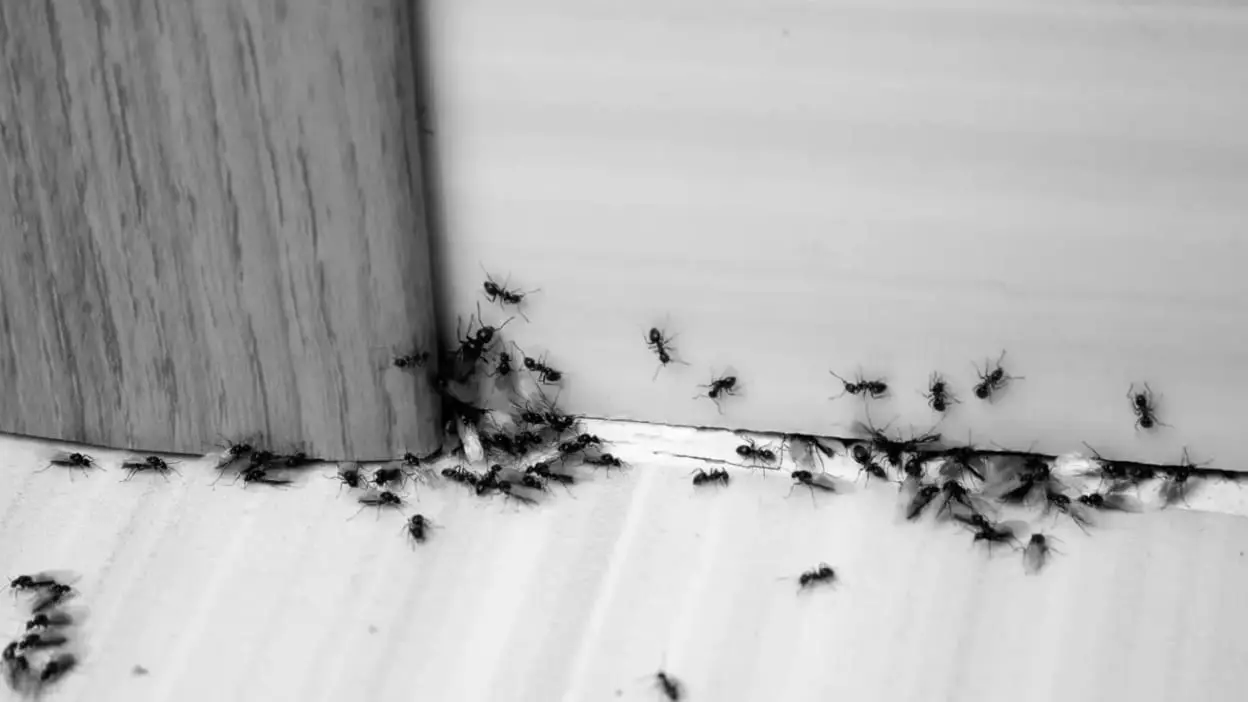 Best Indoor Insect & Pest Control