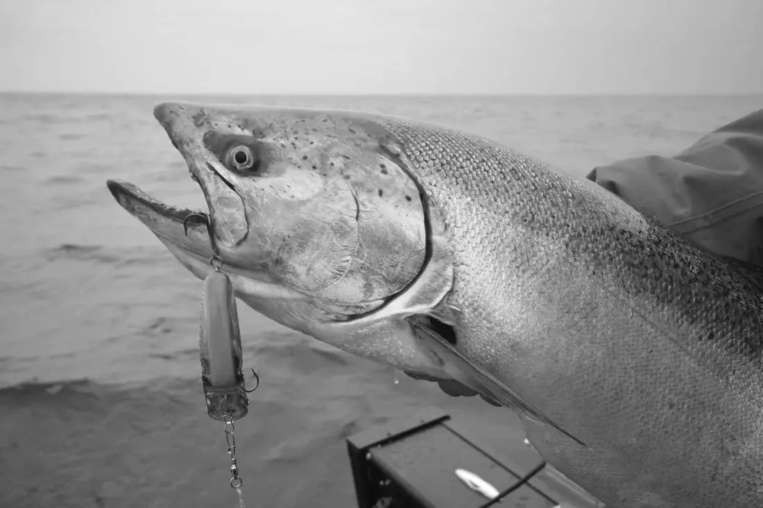 Best Lead Core & Wire Fishing Line