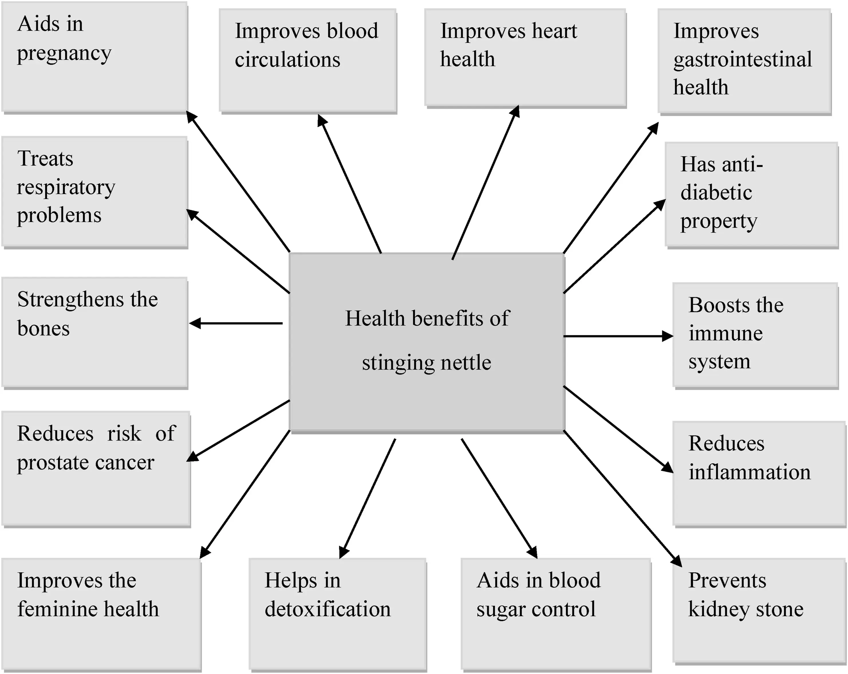 Best Nettle Herbal Supplements
