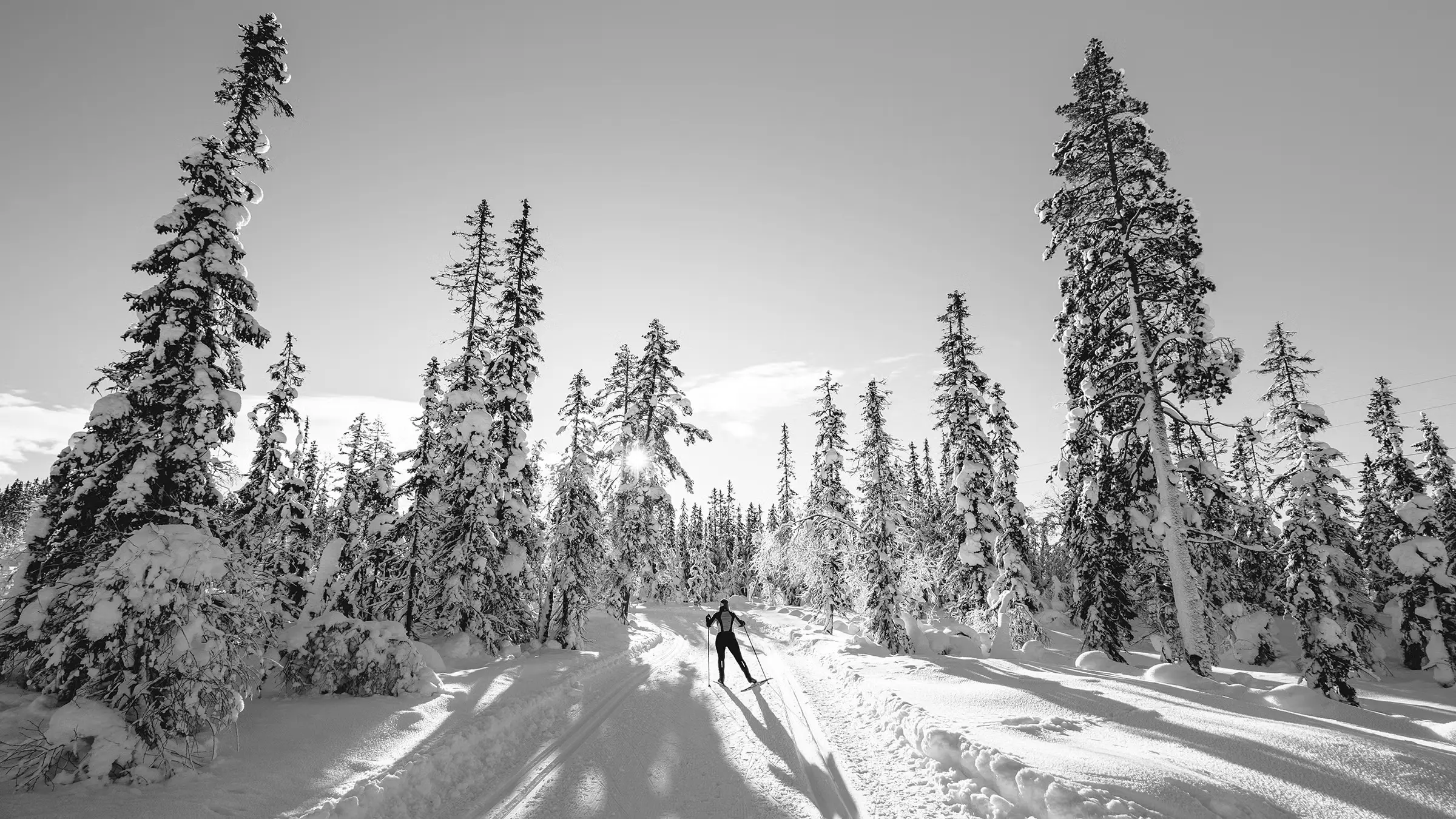 Best Nordic Skis