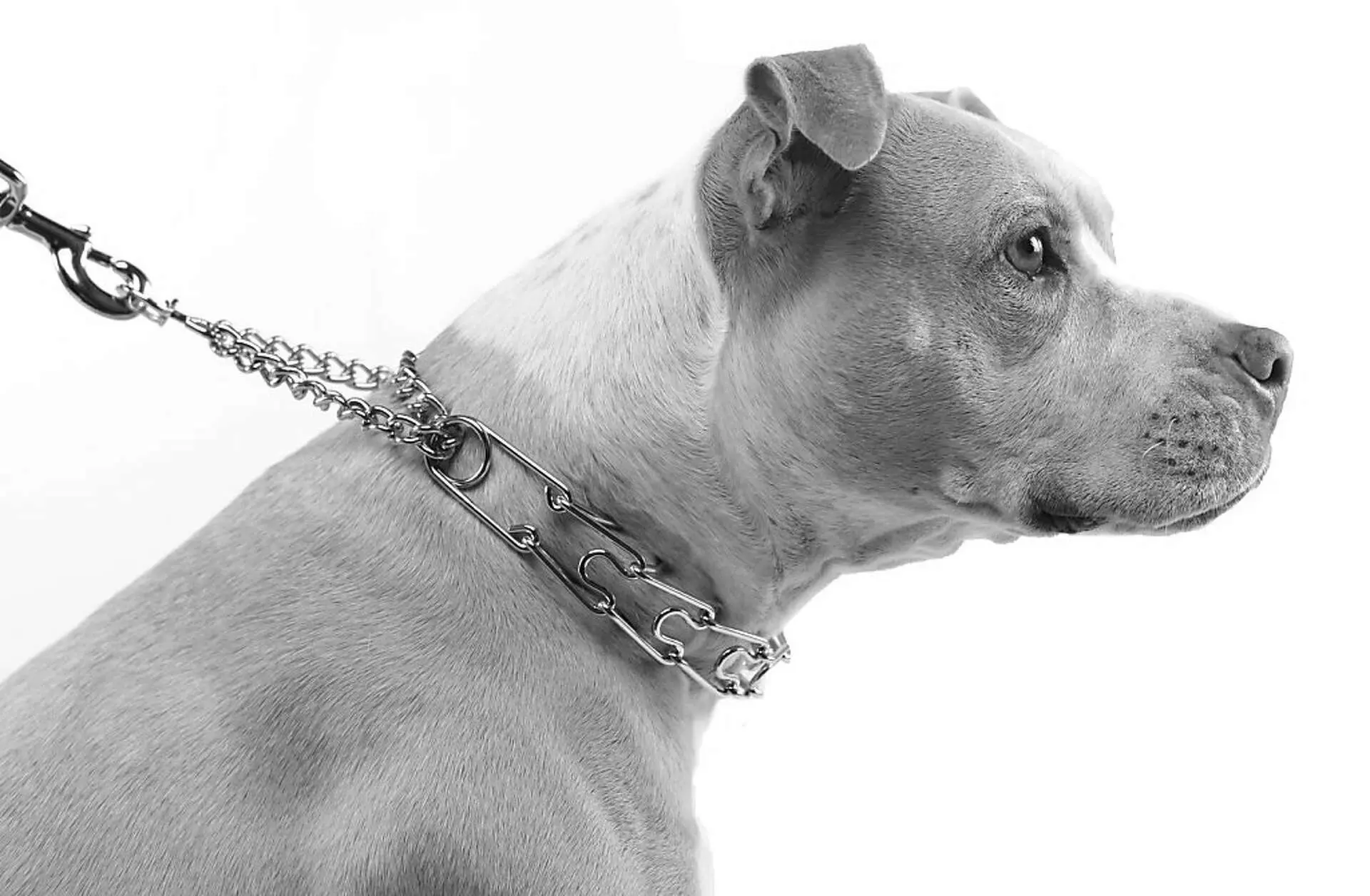 Best Sports Fan Pet Collars