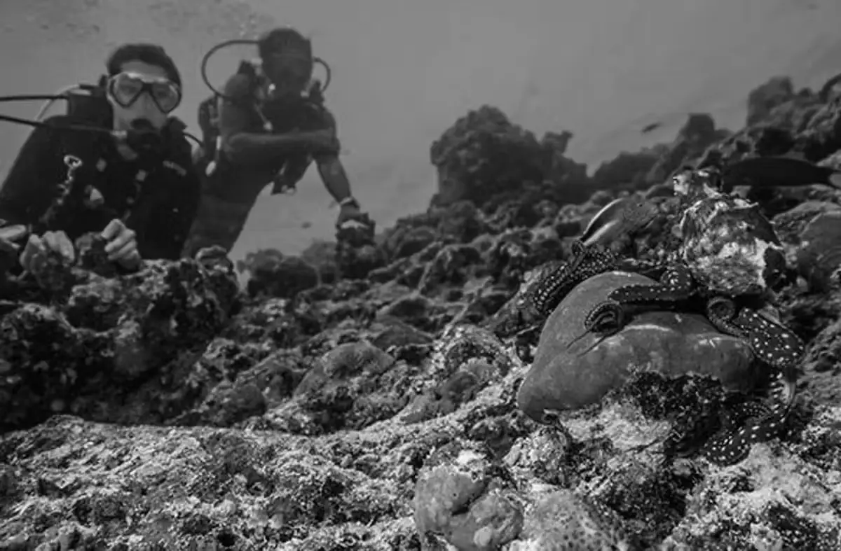 Diving Octopuses