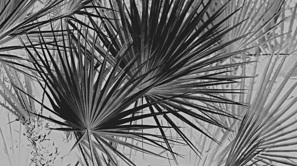 Saw Palmetto Herbal Supplements