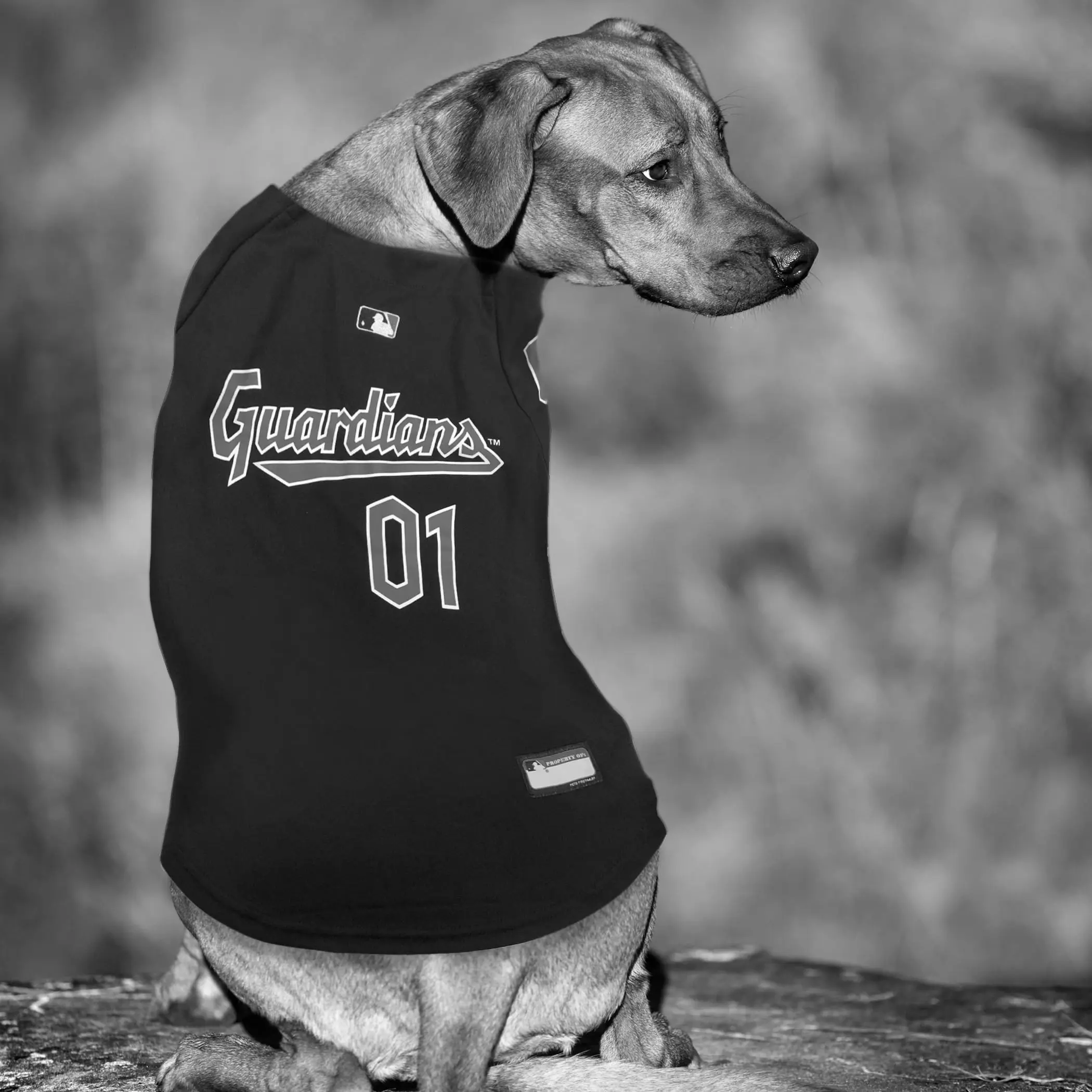 Sports Fan Pet Jerseys