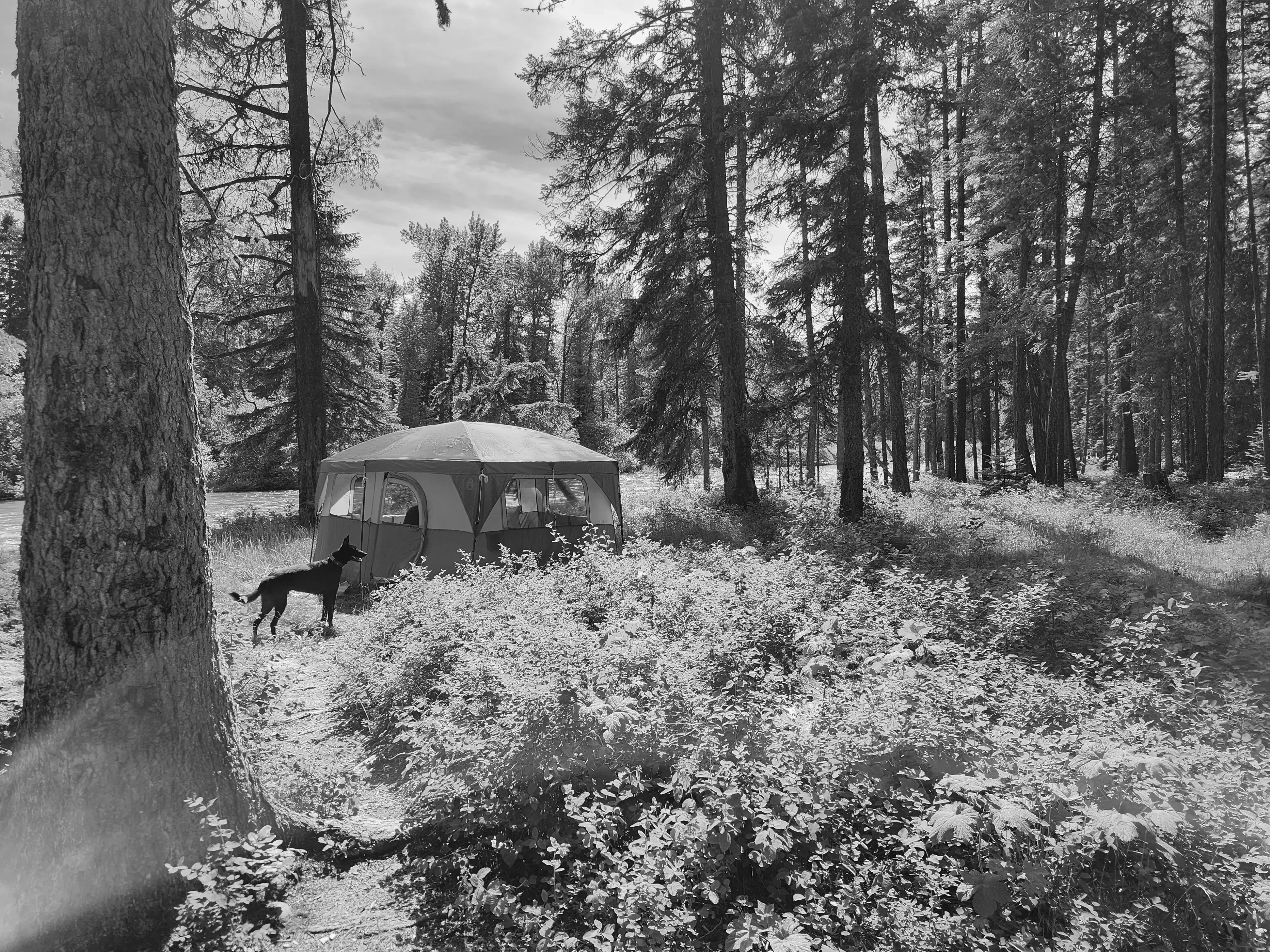Best Bigfork Campgrounds