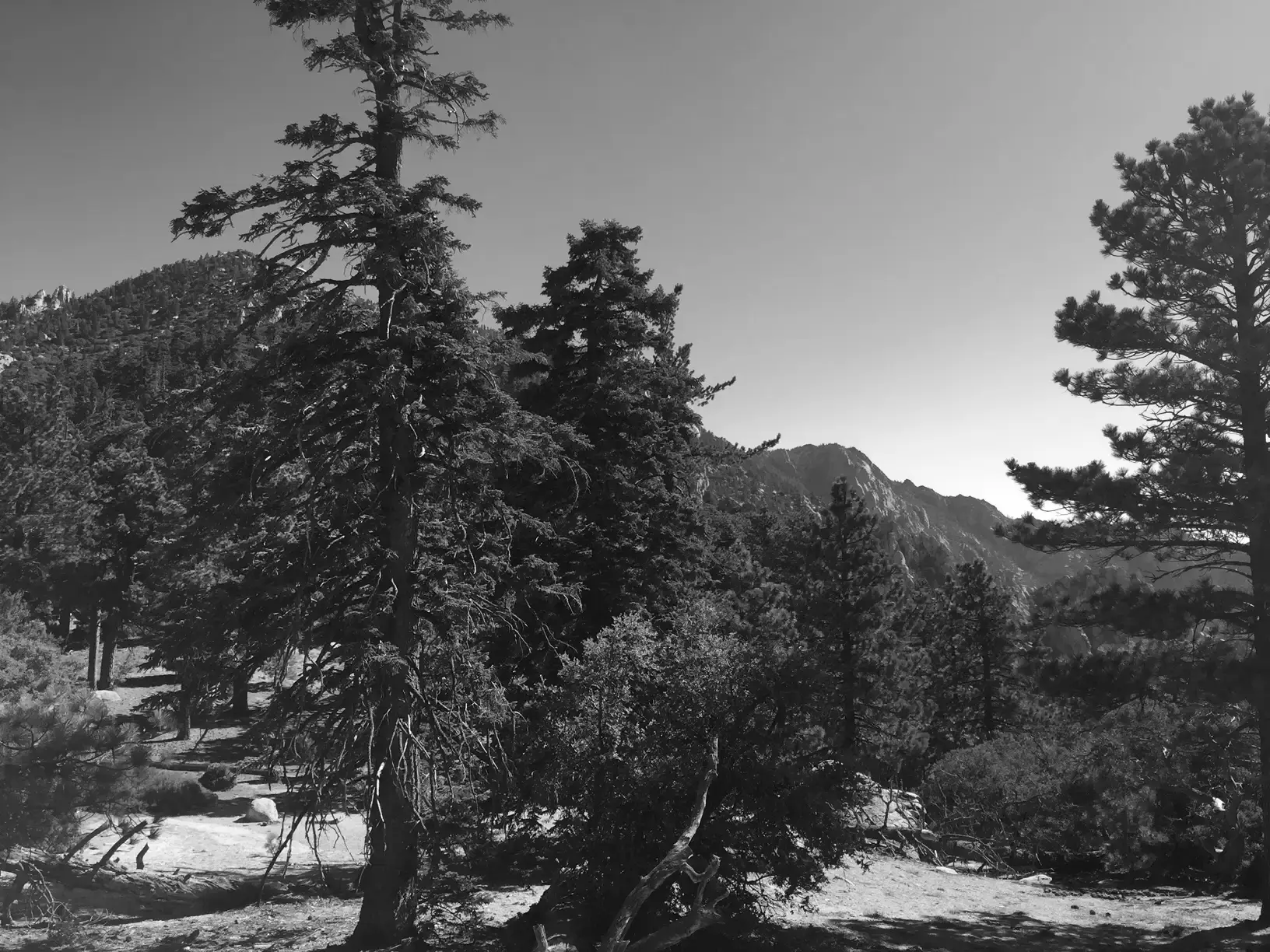 Best Idyllwild Campgrounds