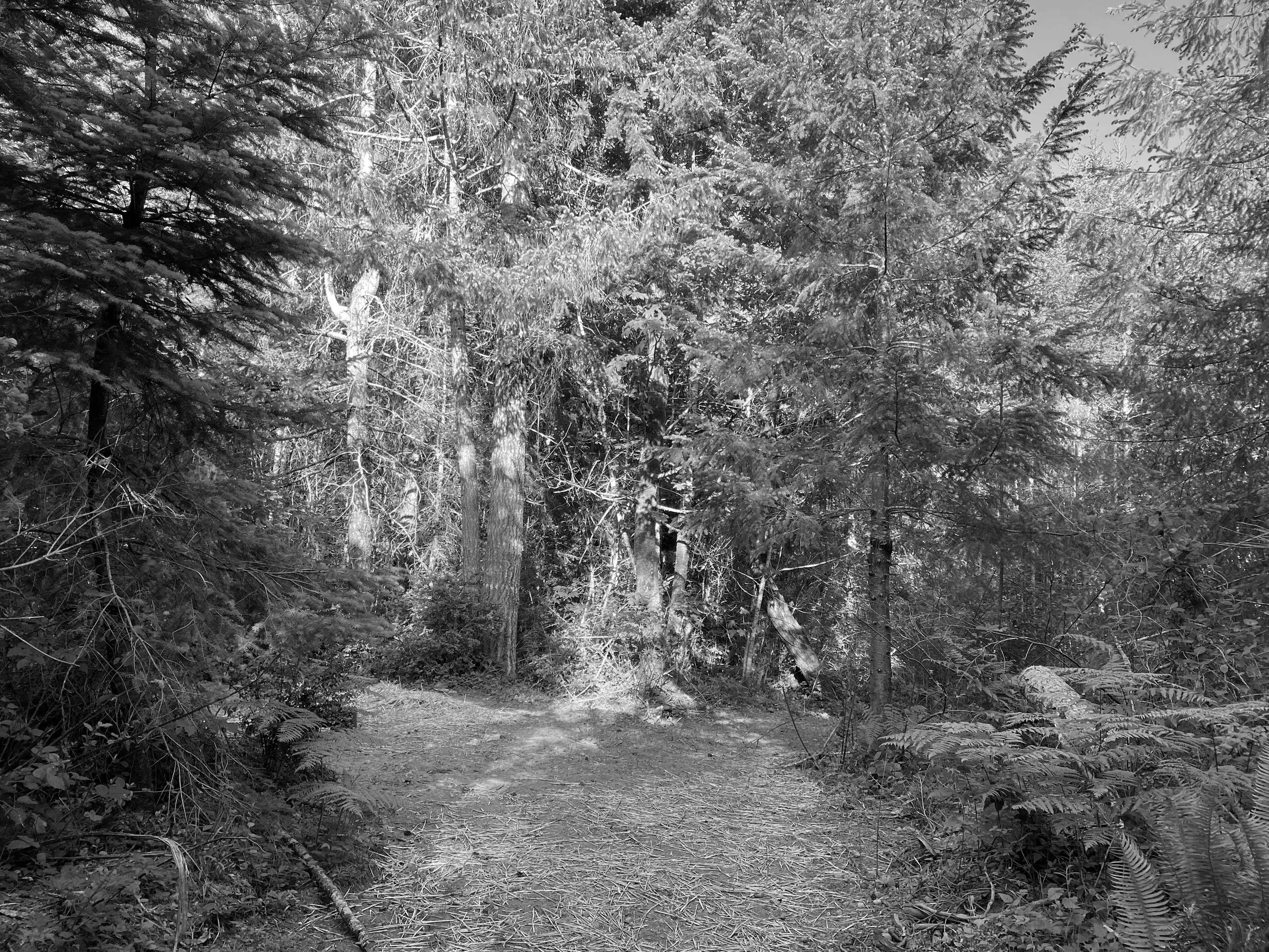 Best Puyallup Campgrounds