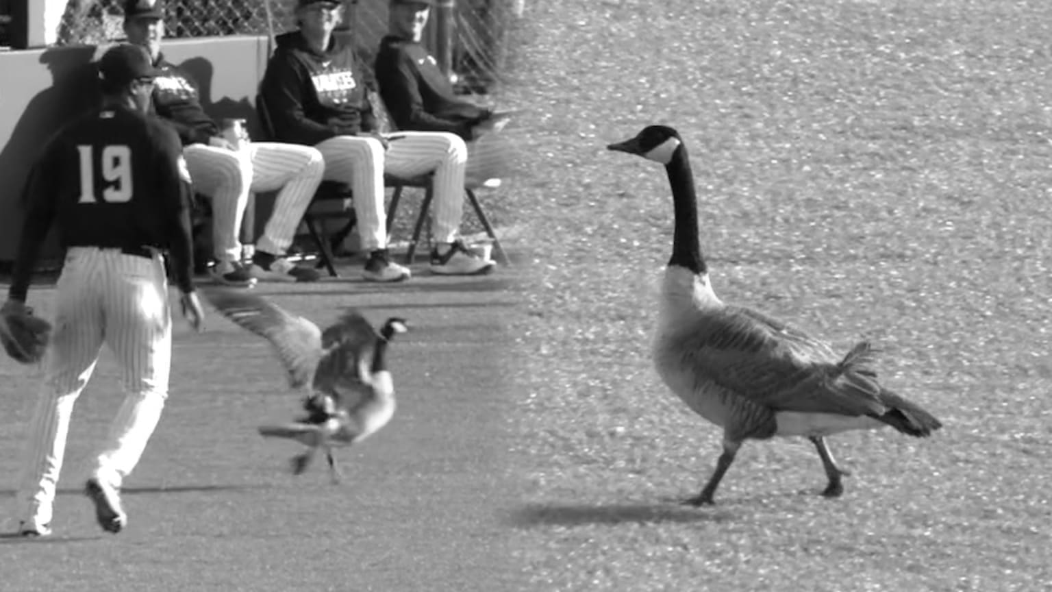 Goose Curry Stats