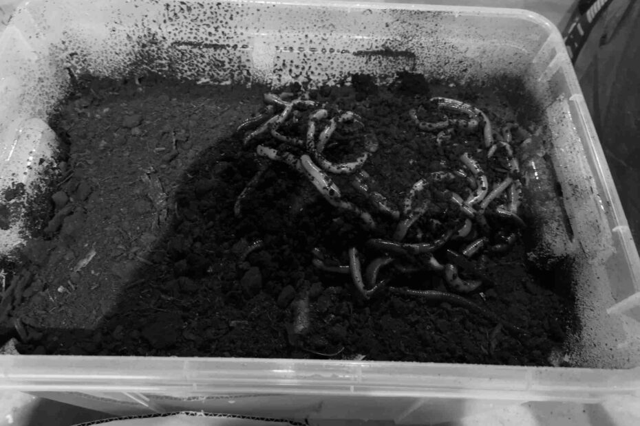 How to Make a Worm Farm for Fishing