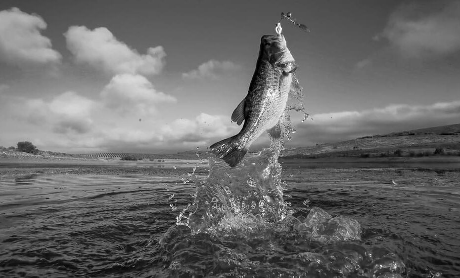 Understanding Bass Behavior for Better Fishing