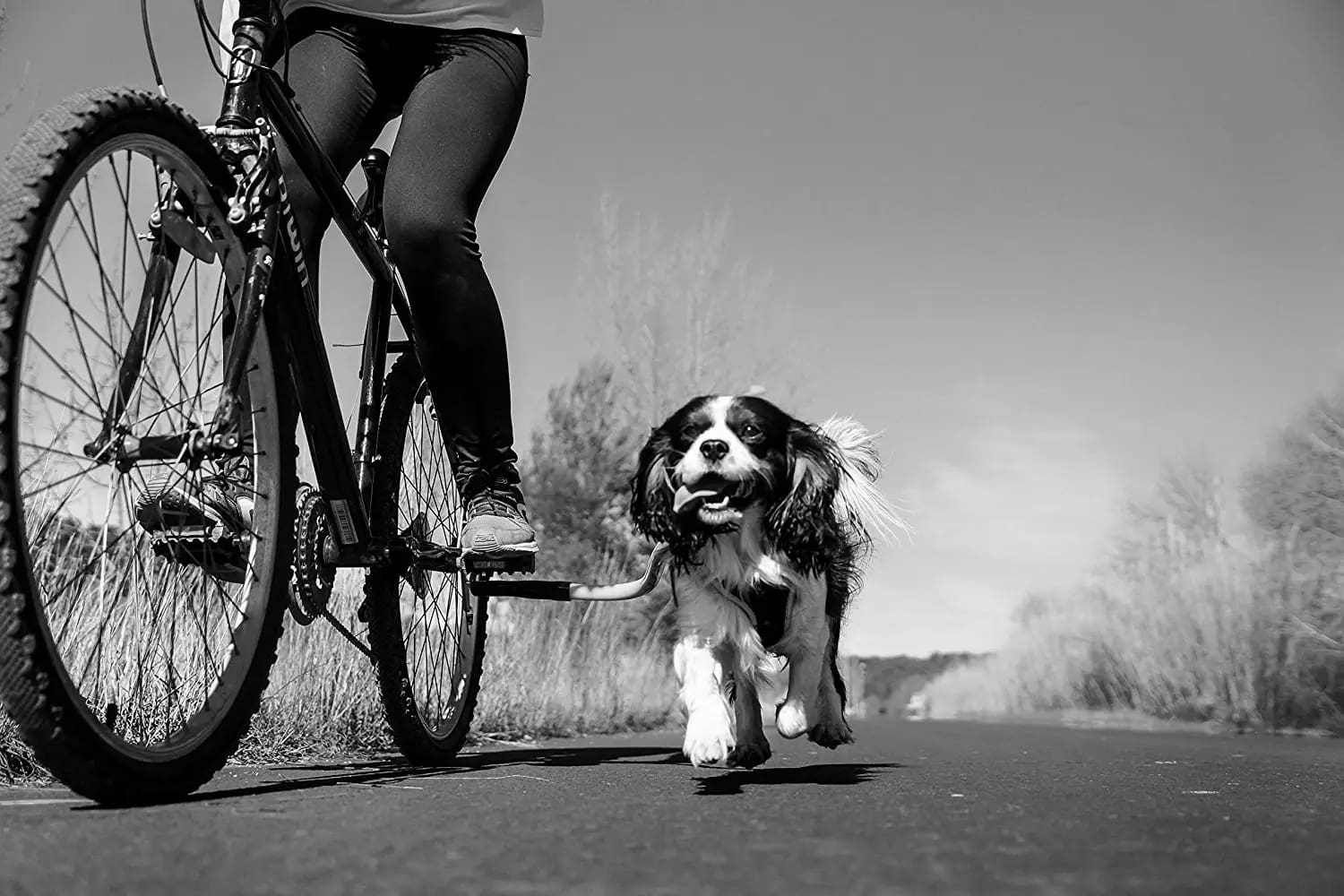 Best Dog Bike Leashes for Active Owners