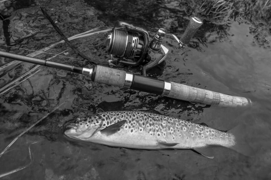 Best Fishing Poles for Trout This Season