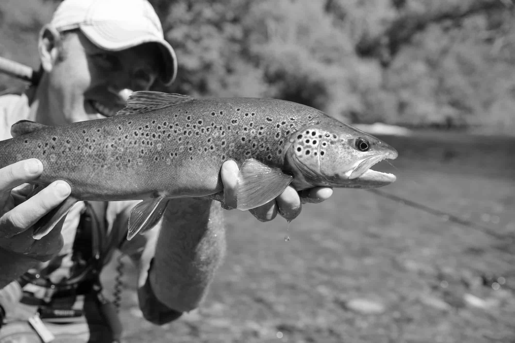 Best Hooks for Trout Fishing Success