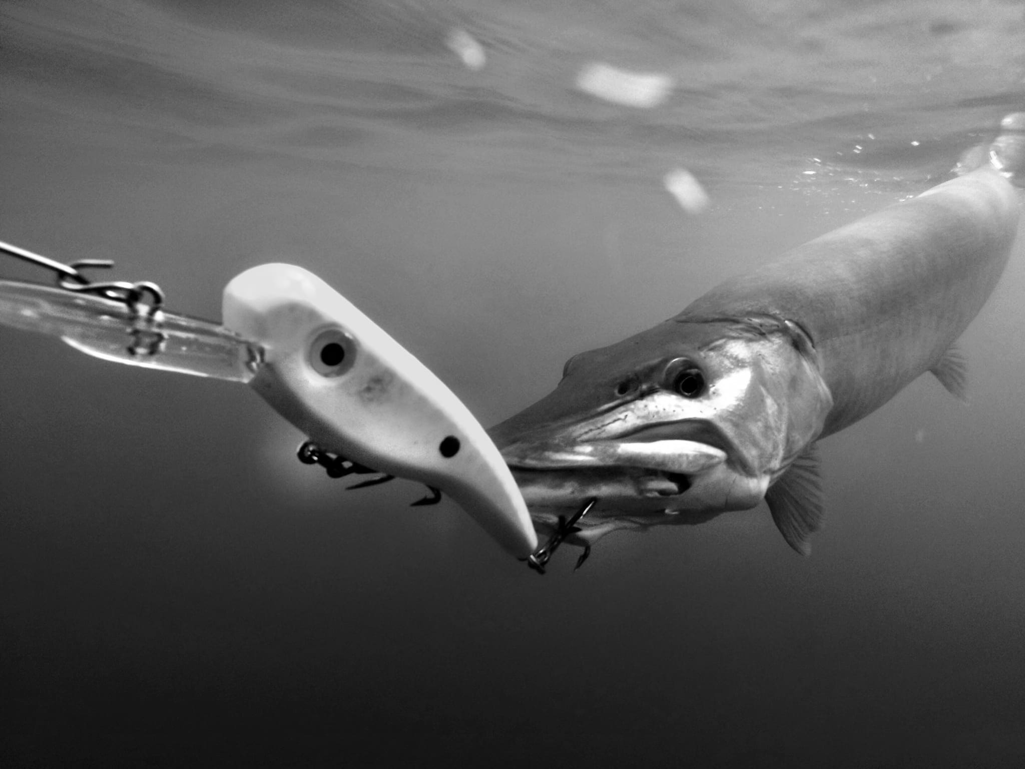 Best Musky Fishing Lures for Anglers