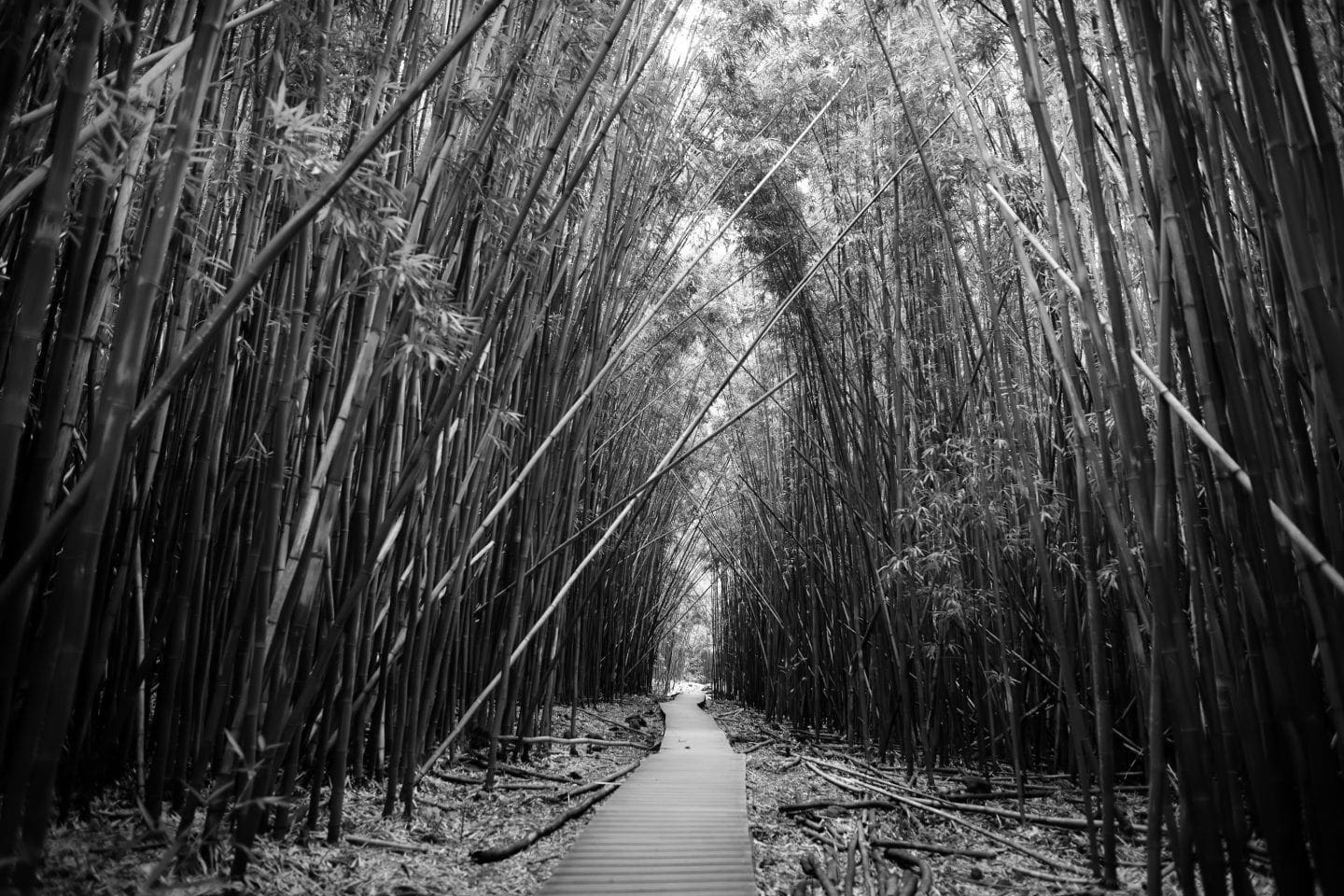 Top 10 Must Explore Maui Hiking Trails