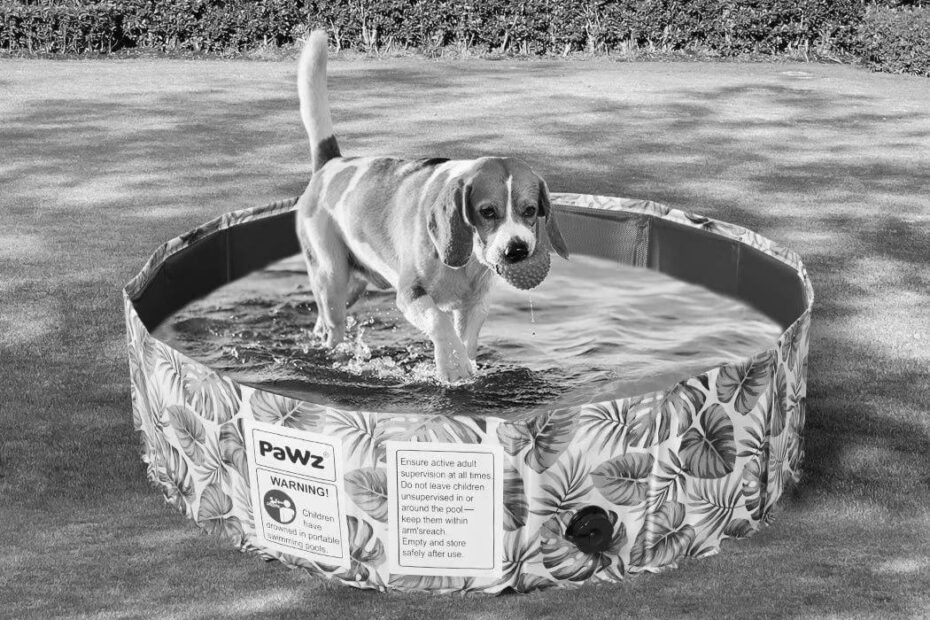 Top 5 Dog Swimming Pools for Summer