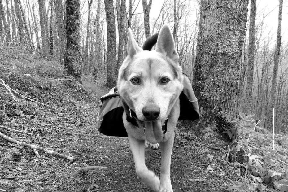 Top Dog Breeds for Hiking Adventures