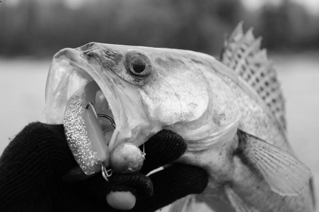 Top Walleye Fishing Lures for Success