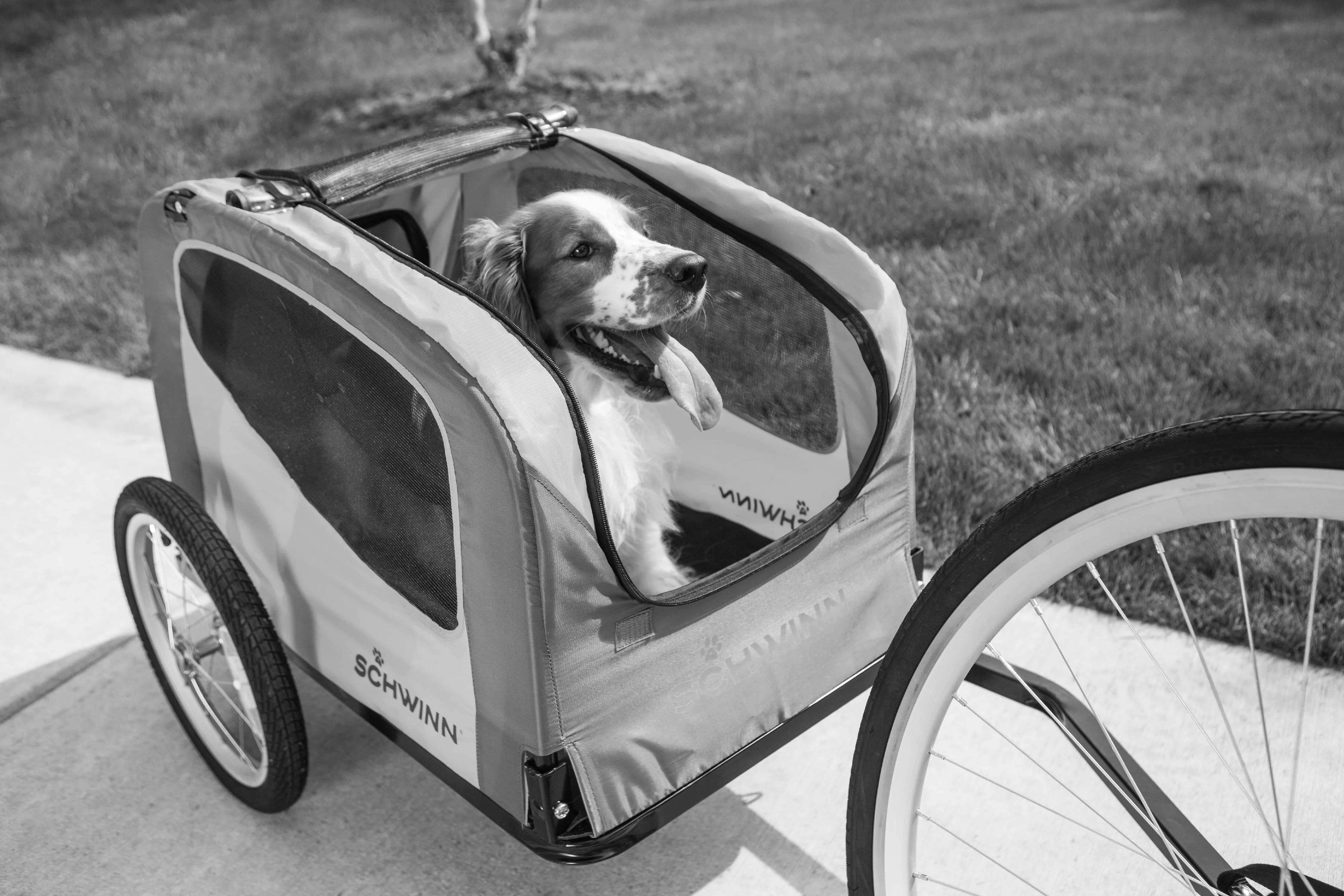 Training Your Dog for Bike Rides