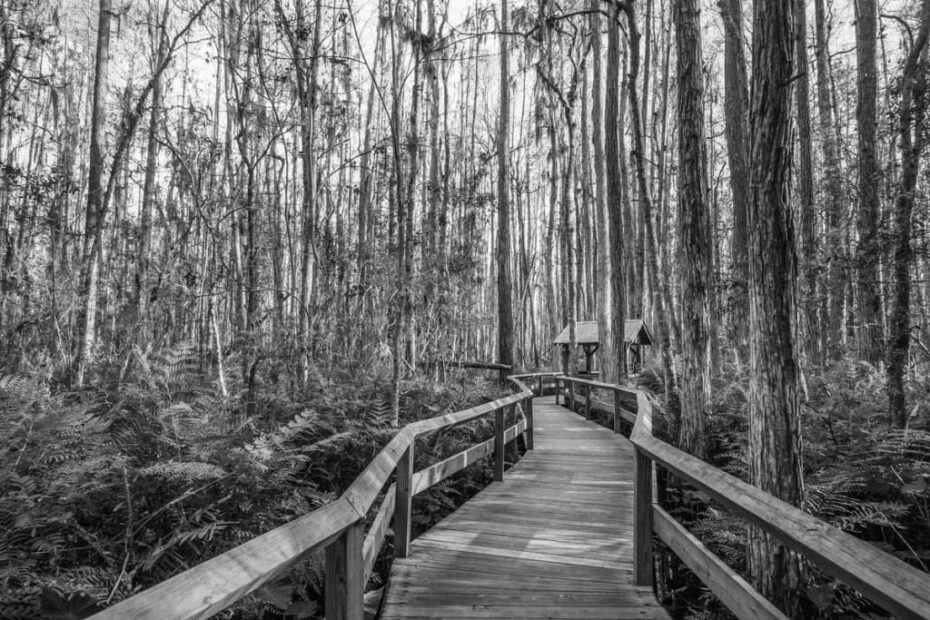 Discover Florida's Hidden Hiking Gems
