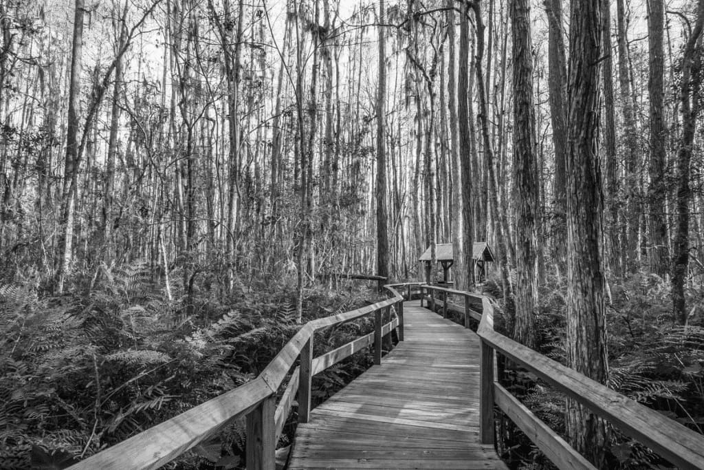 Discover Florida's Hidden Hiking Gems