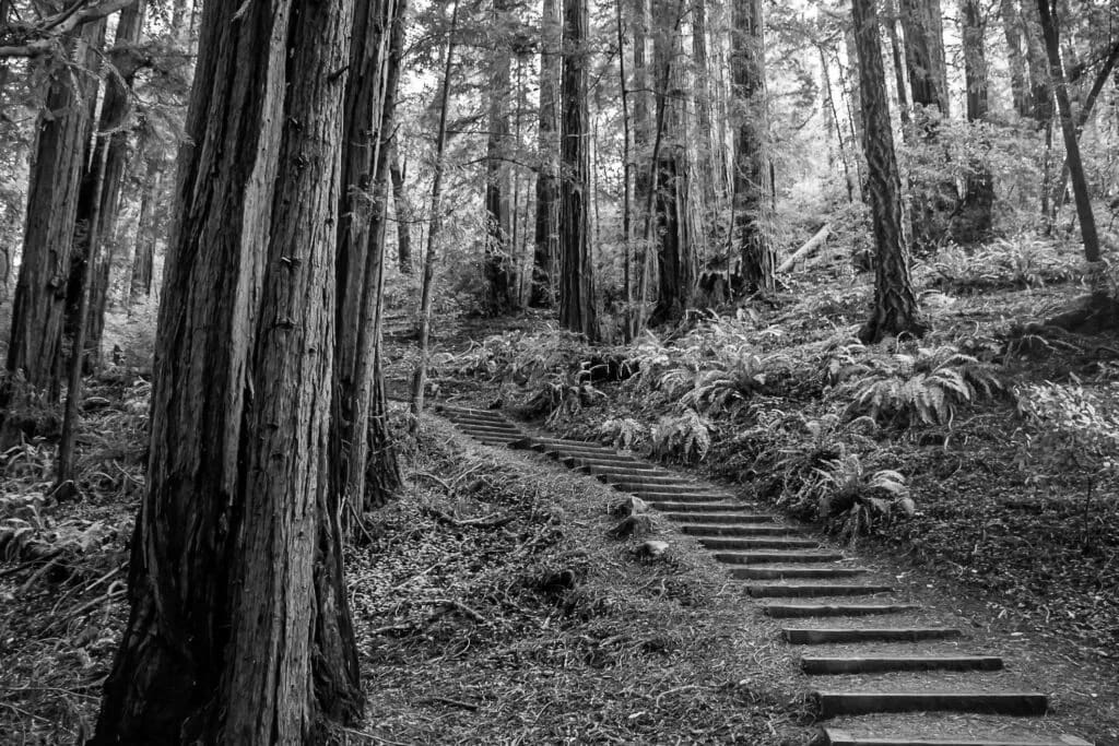 Discover the Best Trails in Muir Woods