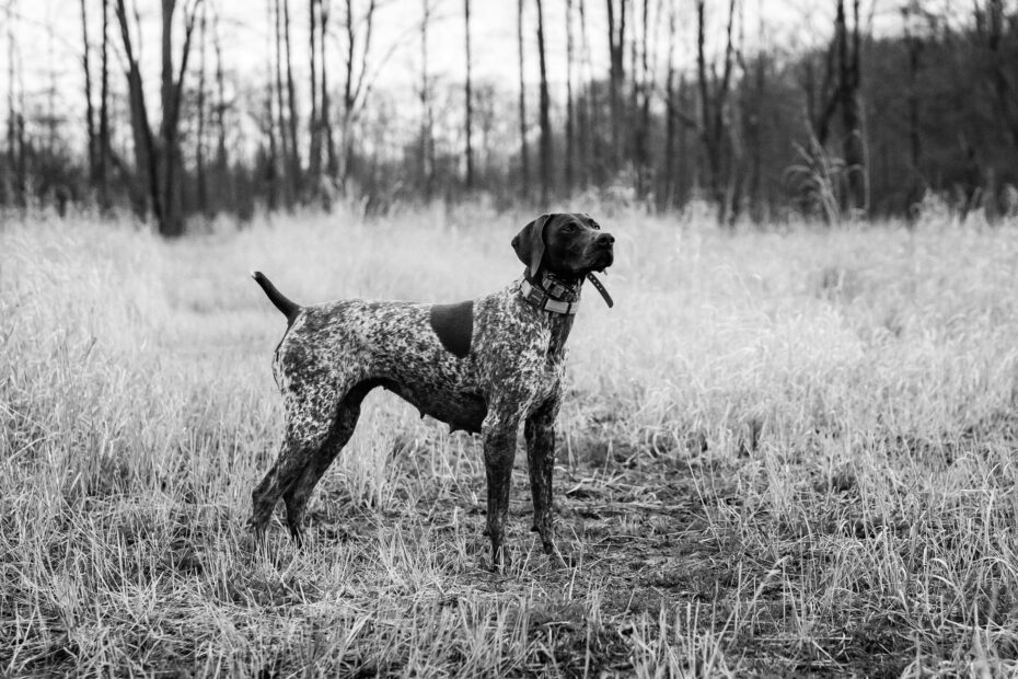 GSP Hunting Tips for Beginners
