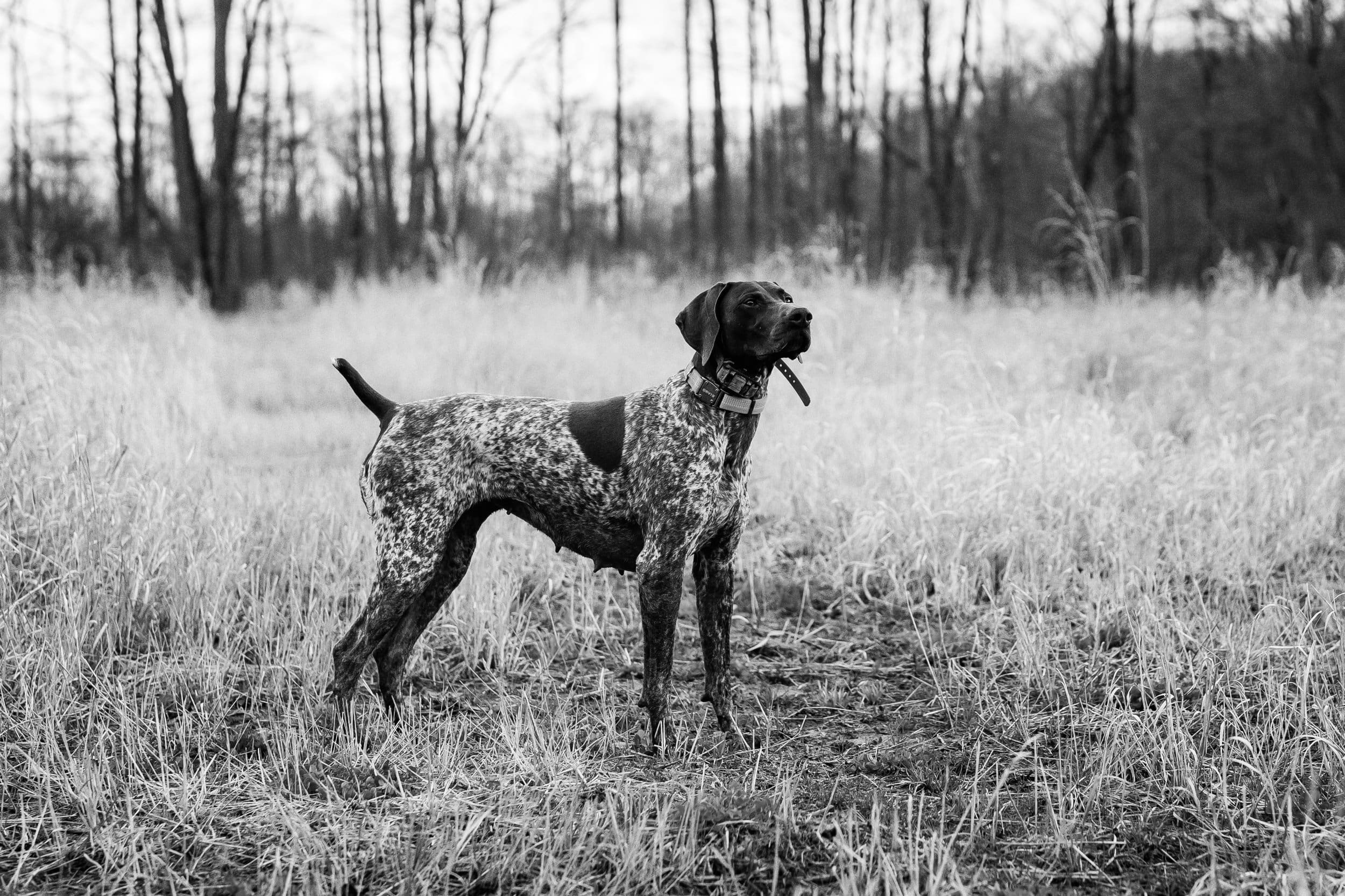 GSP Hunting Tips for Beginners