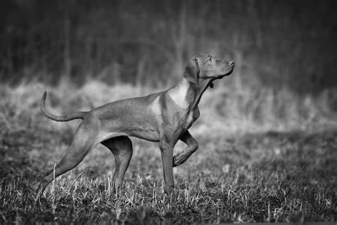 Top 10 Hunting Dog Names for This Season